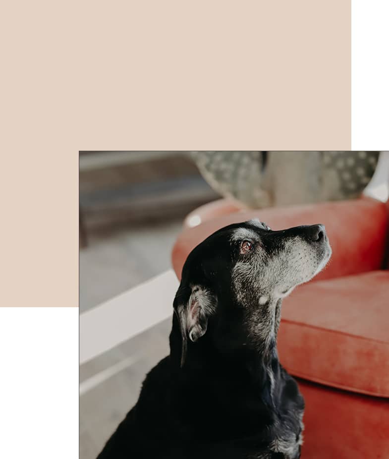Cigales et Petits Fours - sachou la mascotte